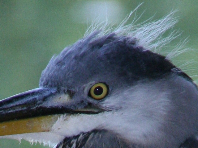 http://benemie.fr/upload/heron100p.jpg